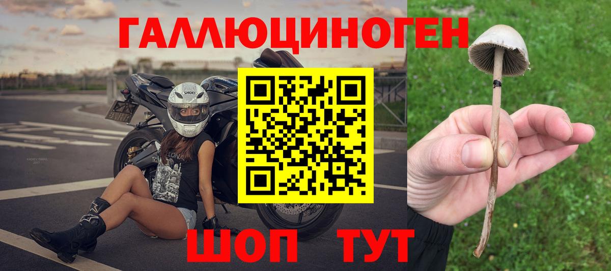 Псилоцибиновые грибы Cubensis Хасавюрт