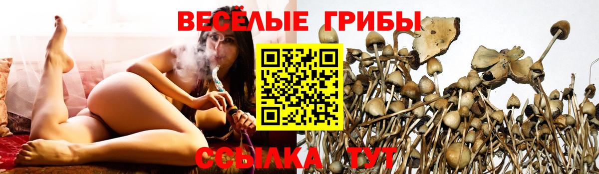 Псилоцибиновые грибы MAGIC MUSHROOMS  Вход с VPN  Хасавюрт 
